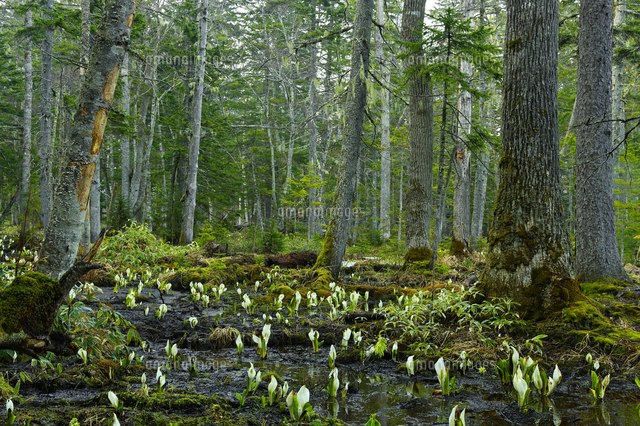 阿寒川川畔の水芭蕉群落 の写真素材 イラスト素材 アマナイメージズ