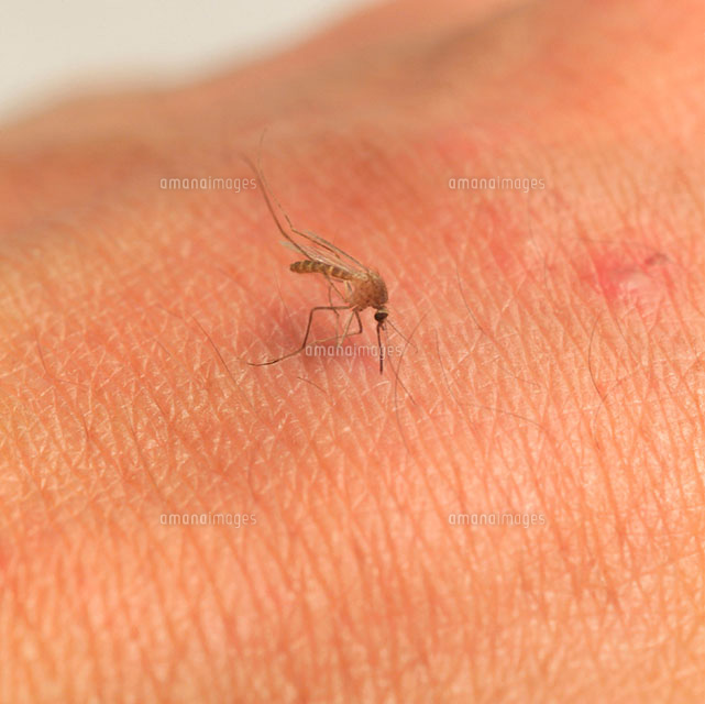 蚊に刺される の写真素材 イラスト素材 アマナイメージズ