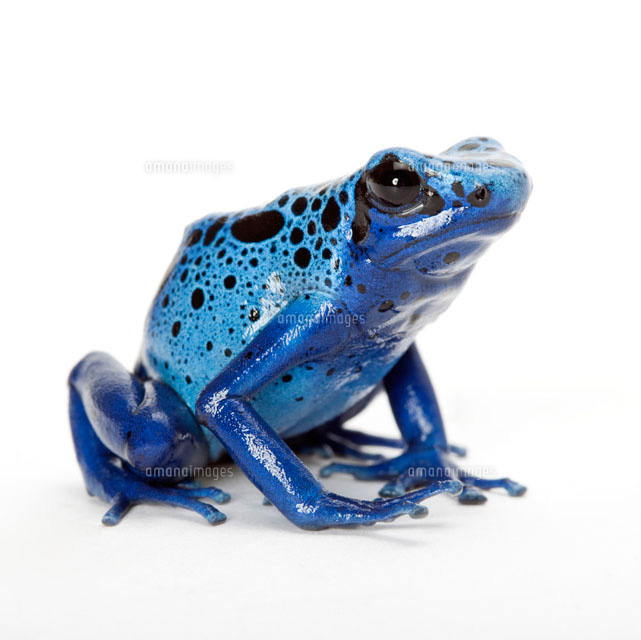 Blue Poison Dart frog，Dendrobates tinctorius azureus