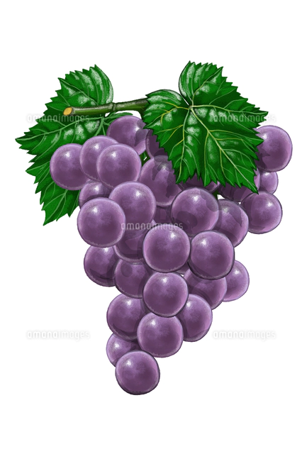 ぶどう イラストの写真素材 ストックフォト アマナイメージズ