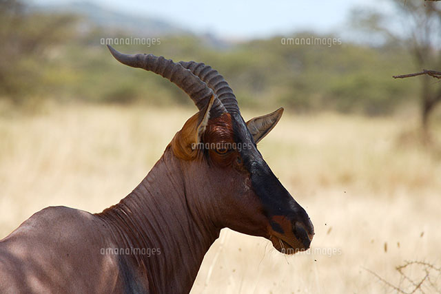 サバンナの動物 の写真素材 イラスト素材 アマナイメージズ