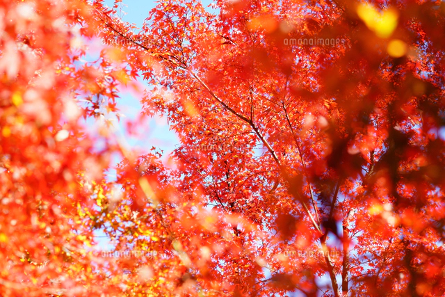 紅葉・秋・赤・日本・四季・自然[11011013052]の写真・イラスト素材
