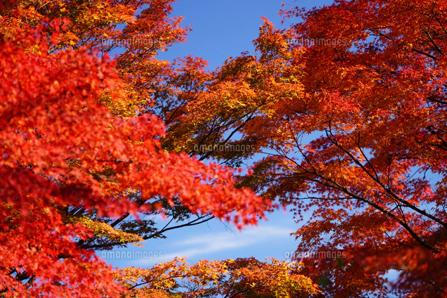 紅葉・秋・赤・日本・四季・自然[11011013052]の写真・イラスト素材