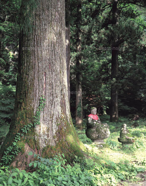 杉の大木[11012009373]の写真・イラスト素材｜アマナイメージズ
