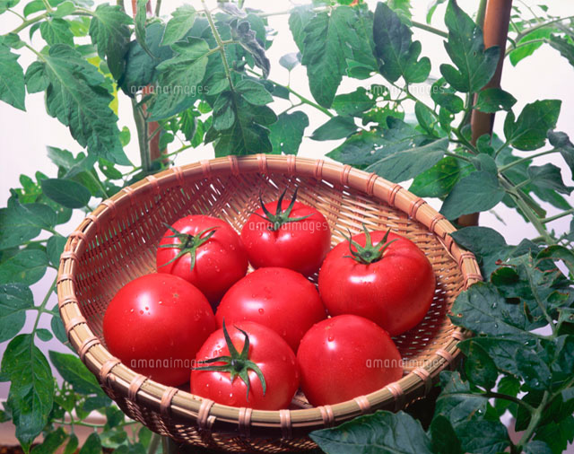 7個のトマト の写真素材 イラスト素材 アマナイメージズ