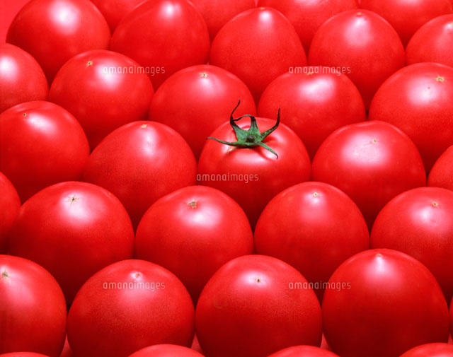 一面のトマト[11012012454]の写真・イラスト素材｜アマナイメージズ
