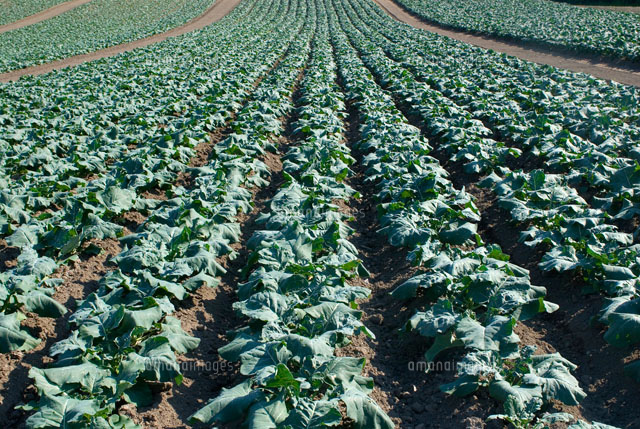 ブロッコリー畑 の写真素材 イラスト素材 アマナイメージズ