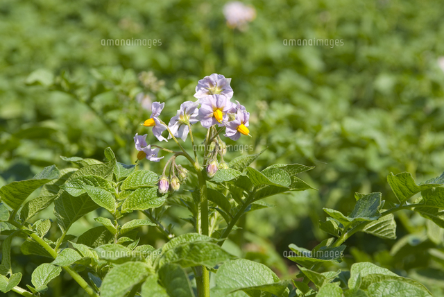 ジャガイモの花 の写真素材 イラスト素材 アマナイメージズ