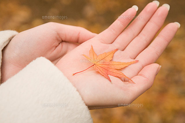 手のひらに載せた紅葉 の写真素材 イラスト素材 アマナイメージズ