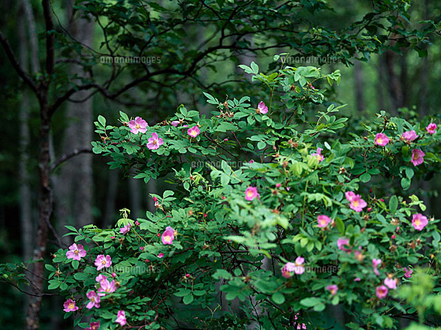 カラフトイバラ の写真素材 イラスト素材 アマナイメージズ