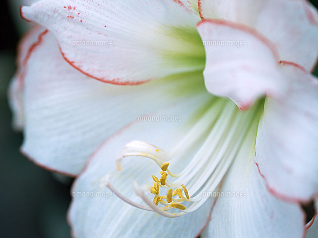 アマリリス の写真素材 イラスト素材 アマナイメージズ