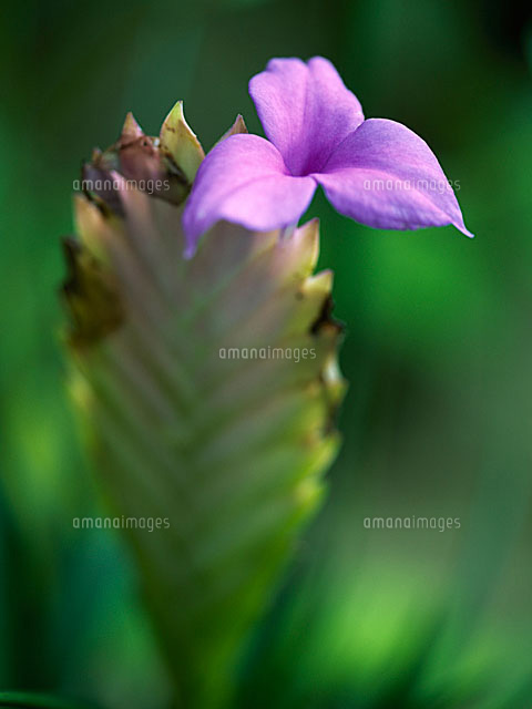 ハナアナナス の写真素材 イラスト素材 アマナイメージズ