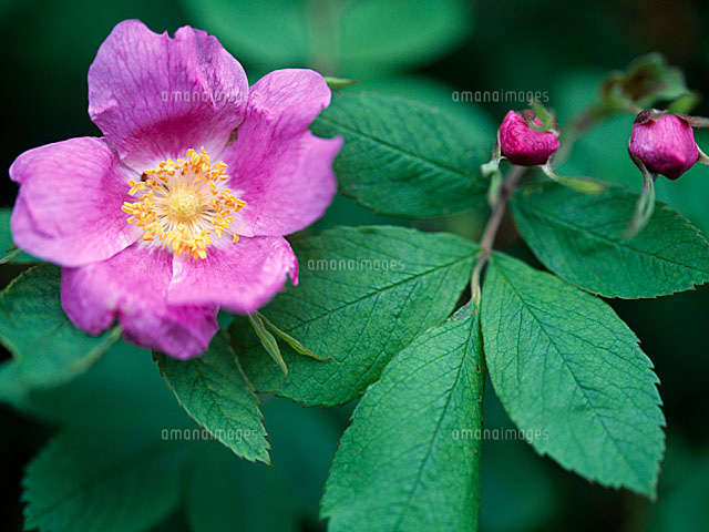 カラフトイバラ の写真素材 イラスト素材 アマナイメージズ