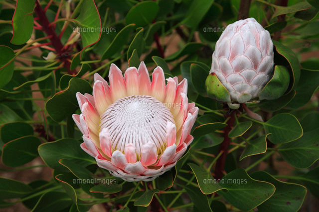 マウイ島のプロテア の写真素材 イラスト素材 アマナイメージズ