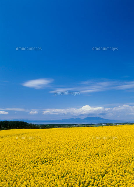 青森県横浜町の菜の花畑 の写真素材 イラスト素材 アマナイメージズ