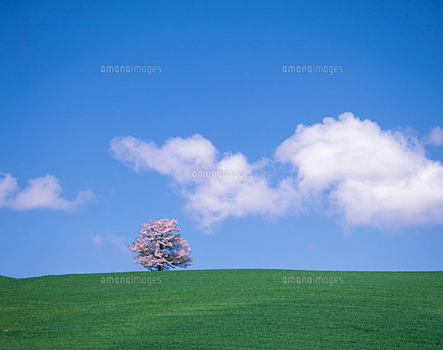 北海道上富良野町里仁のサクラ の写真素材 イラスト素材 アマナイメージズ