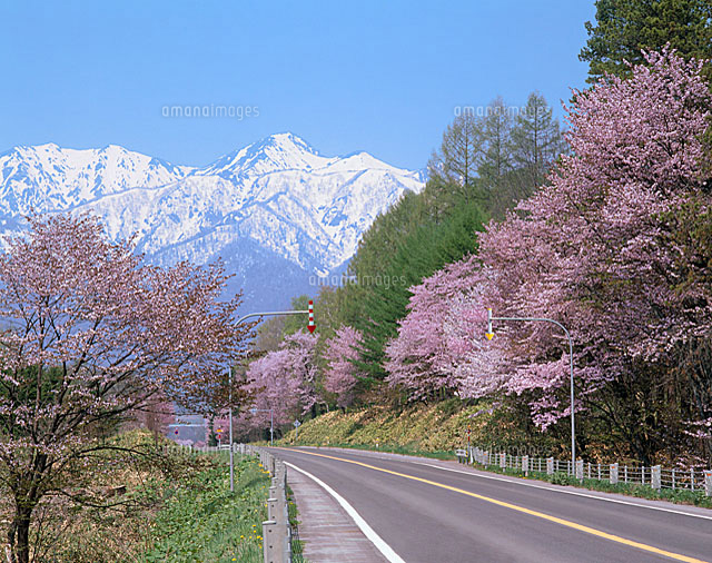 北海道富良野市山部芦別岳のサクラ の写真素材 イラスト素材 アマナイメージズ
