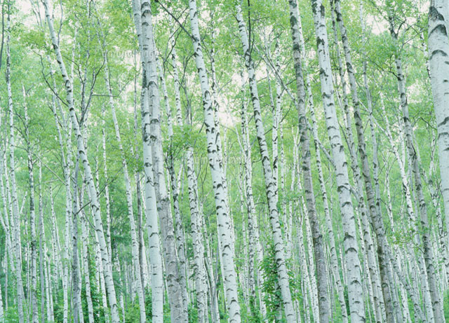 平庭高原シラカバ林 の写真素材 イラスト素材 アマナイメージズ