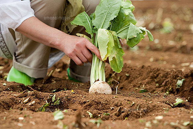 畑からカブを収穫する女性の手元 の写真素材 イラスト素材 アマナイメージズ