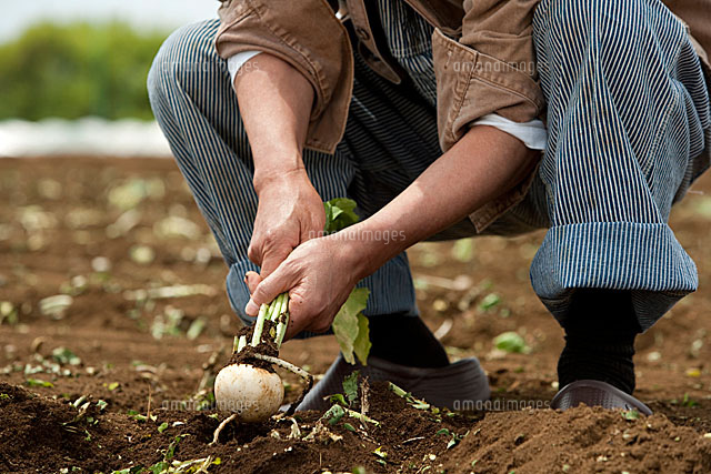 畑からカブを収穫する男性の手元 の写真素材 イラスト素材 アマナイメージズ