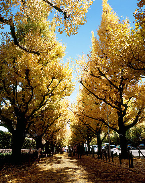 外苑前の銀杏並木 の写真素材 イラスト素材 アマナイメージズ