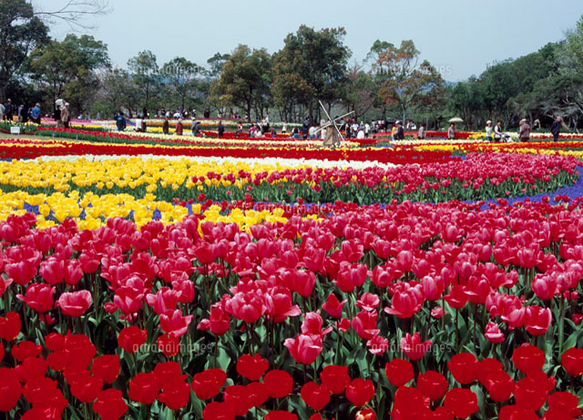 チューリップ畑 海津市 の写真素材 イラスト素材 アマナイメージズ