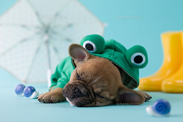 レインコートを着て眠るフレンチブルドッグ の写真素材 イラスト素材 アマナイメージズ