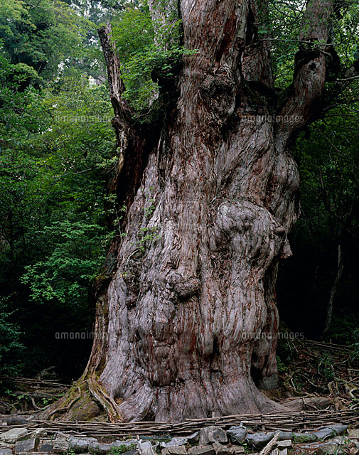 縄文杉 屋久島 の写真素材 イラスト素材 アマナイメージズ 縄文杉 屋久島 の写真素材 イラスト素材 アマナイメージズ