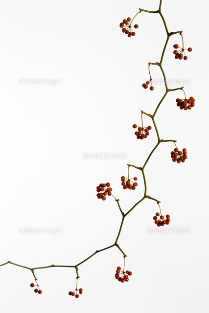 植物(サンキライ)[11014031161]の写真・イラスト素材｜アマナイメージズ