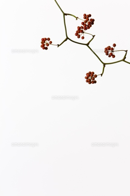 サンキライ　確認用 植物(サンキライ)[11014031182]の写真・イラスト素材｜アマナイメージズ
