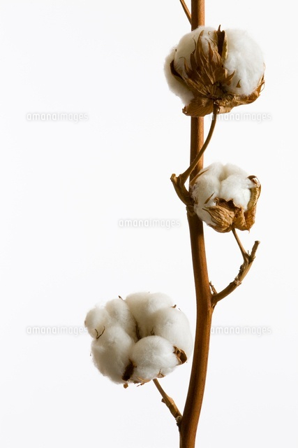 植物 コットン の写真素材 イラスト素材 アマナイメージズ