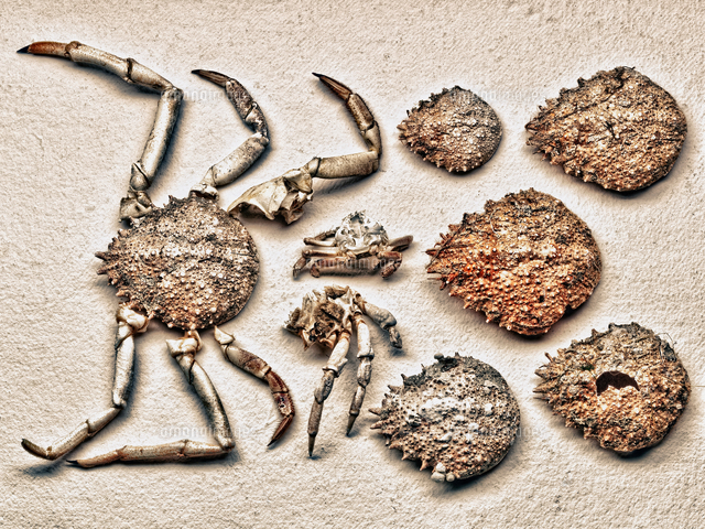 Pieces Of Crab Shell の写真素材 イラスト素材 アマナイメージズ Pieces Of Crab Shell の写真素材 イラスト素材 アマナイメージズ