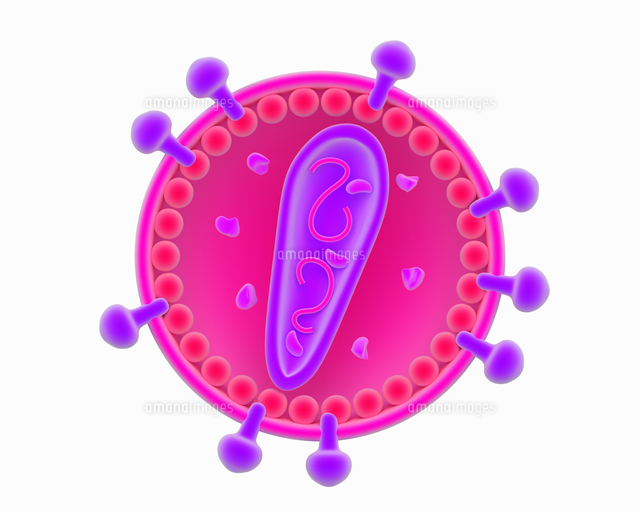 Illustration Of A Retrovirus Virion の写真素材 イラスト素材 アマナイメージズ