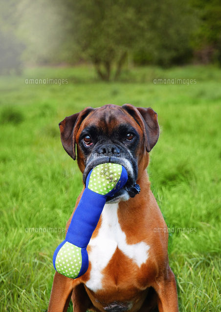 boxer the toy