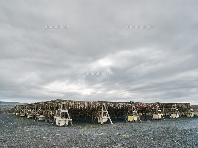 Racks of fish drying outdoor, Reykjavik, Iceland[11015307913]の写真素材・イラスト ...