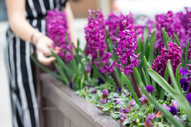 Mid Section Of Young Woman S Hand Touching Purple Hyacinth In Planter の写真素材 イラスト素材 アマナイメージズ
