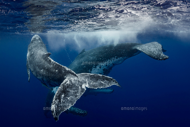 Humpback whale (Megaptera novaeangliae) and calf in the waters of