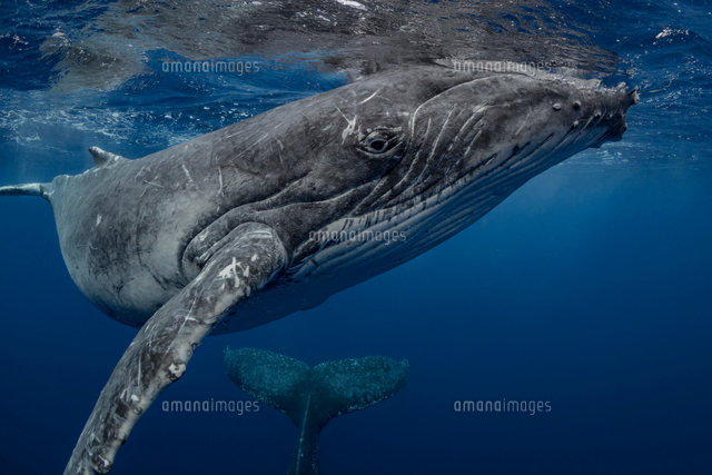 Humpback whale (Megaptera novaeangliae) and calf in the waters of