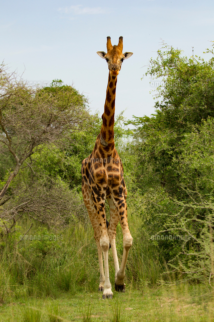 Rothschild's Giraffe (Giraffa camelopardalis rothschildi