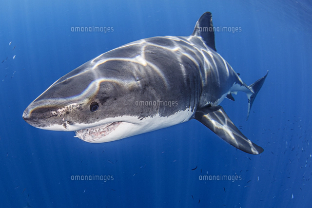 ホホジロザメ」の写真・イラスト素材｜アマナイメージズ