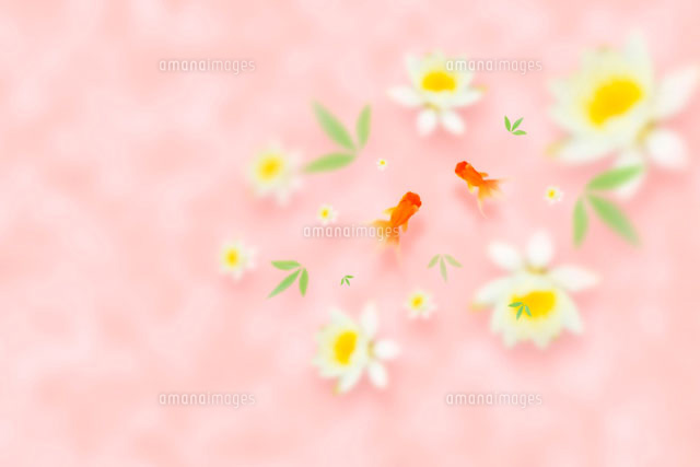 蓮の花と金魚 の写真素材 イラスト素材 アマナイメージズ