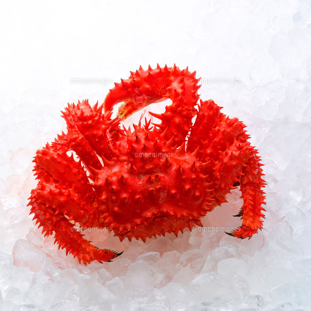 花咲カニ の写真素材 イラスト素材 アマナイメージズ