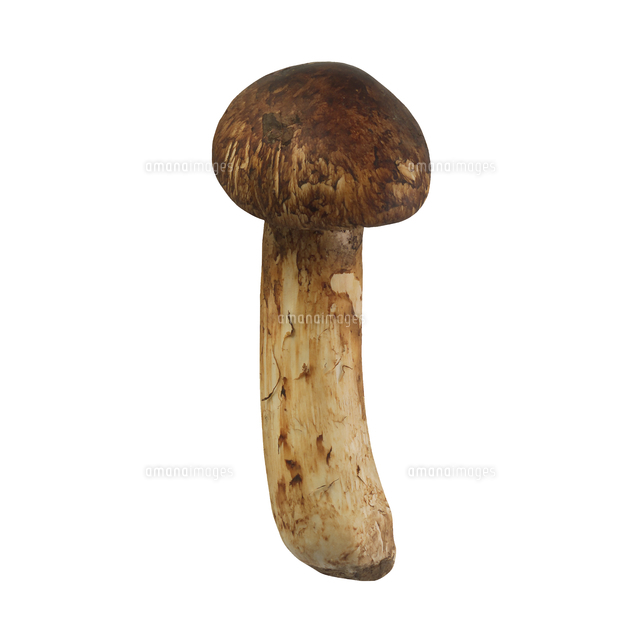 10/6 12時収穫 長野県産 松茸 国産 松茸 225g　No.1 松茸No.1 10/6 12時収穫 長野県産 松茸 国産 松茸 225g No.