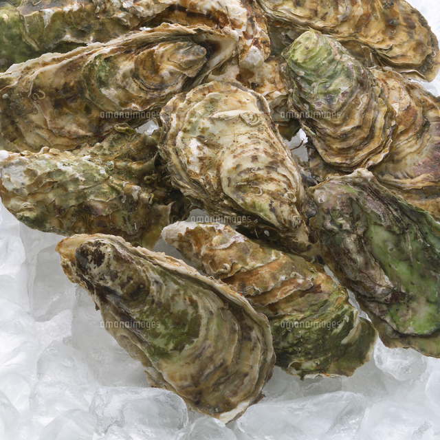 氷の上に並べた牡蠣 の写真素材 イラスト素材 アマナイメージズ