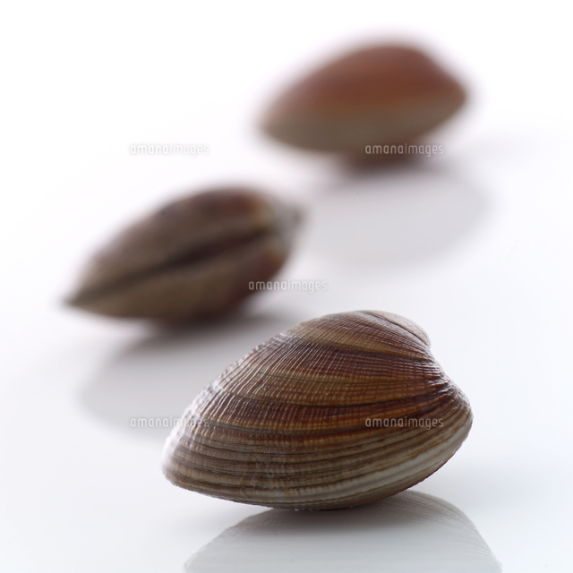 アサリ貝 の写真素材 イラスト素材 アマナイメージズ