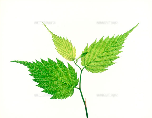 ヤマブキの若葉 の写真素材 イラスト素材 アマナイメージズ