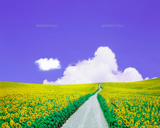 ヒマワリ畑と道 の写真素材 イラスト素材 アマナイメージズ