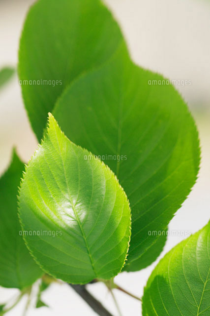 桜の葉 の写真素材 イラスト素材 アマナイメージズ