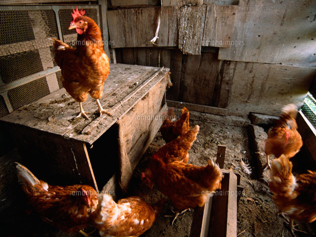 鶏小屋 の写真素材 イラスト素材 アマナイメージズ