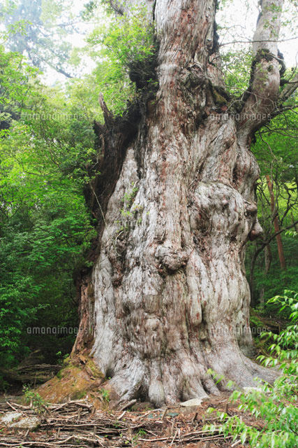 縄文杉 屋久島 の写真素材 イラスト素材 アマナイメージズ